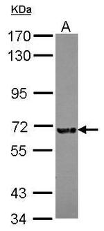 KIZUNA Antibody in Western Blot (WB)