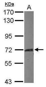 MYNN Antibody in Western Blot (WB)