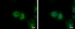 CYP4F11 Antibody in Immunocytochemistry (ICC/IF)