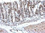 PTBP2 Antibody in Immunohistochemistry (Paraffin) (IHC (P))