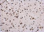 PTBP2 Antibody in Immunohistochemistry (Paraffin) (IHC (P))