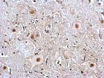 PTBP2 Antibody in Immunohistochemistry (Paraffin) (IHC (P))