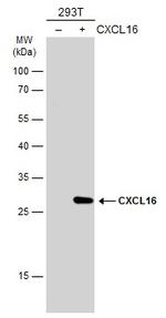 CXCL16 Antibody in Western Blot (WB)