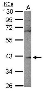 RBKS Antibody in Western Blot (WB)