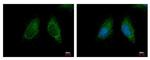 MCCC2 Antibody in Immunocytochemistry (ICC/IF)