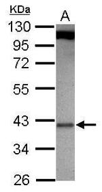 GBL Antibody in Western Blot (WB)