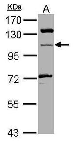 MICAL1 Antibody in Western Blot (WB)