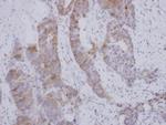 BOLL Antibody in Immunohistochemistry (Paraffin) (IHC (P))