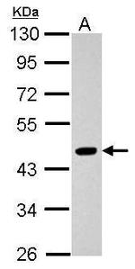 PYGO2 Antibody in Western Blot (WB)