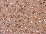 COLEC12 Antibody in Immunohistochemistry (Paraffin) (IHC (P))