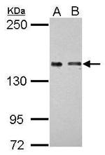 COLEC12 Antibody in Western Blot (WB)