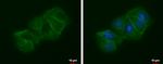 LIN7A Antibody in Immunocytochemistry (ICC/IF)