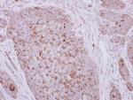 ZP2 Antibody in Immunohistochemistry (Paraffin) (IHC (P))