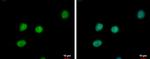 PTTG2 Antibody in Immunocytochemistry (ICC/IF)