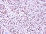 PTTG2 Antibody in Immunohistochemistry (Paraffin) (IHC (P))