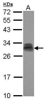 PTTG2 Antibody in Western Blot (WB)