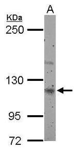 Munc13-4 Antibody in Western Blot (WB)