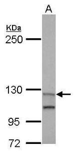 Munc13-4 Antibody in Western Blot (WB)