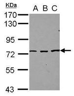 SFRS12 Antibody in Western Blot (WB)