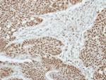 ZBTB9 Antibody in Immunohistochemistry (Paraffin) (IHC (P))