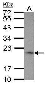 4-1BB Ligand Antibody in Western Blot (WB)