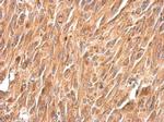 Periplakin Antibody in Immunohistochemistry (Paraffin) (IHC (P))