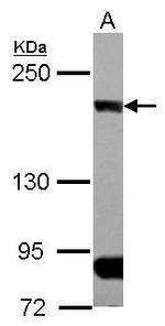 CLIP1 Antibody in Western Blot (WB)