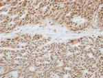 TOE1 Antibody in Immunohistochemistry (Paraffin) (IHC (P))