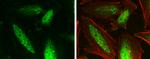 GPS2 Antibody in Immunocytochemistry (ICC/IF)