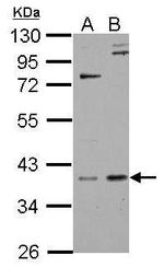 GPS2 Antibody in Western Blot (WB)