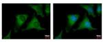 NUDC Antibody in Immunocytochemistry (ICC/IF)