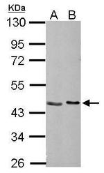 NUDC Antibody in Western Blot (WB)