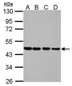 NUDC Antibody in Western Blot (WB)