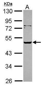 SERPINA12 Antibody in Western Blot (WB)