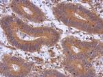 ABCE1 Antibody in Immunohistochemistry (Paraffin) (IHC (P))