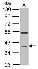 AKR1D1 Antibody in Western Blot (WB)