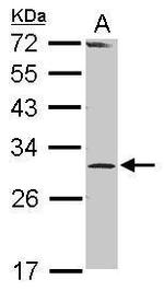 RPP30 Antibody in Western Blot (WB)