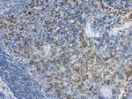 MCTS1 Antibody in Immunohistochemistry (Paraffin) (IHC (P))