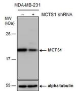 MCTS1 Antibody