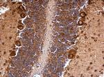 MSI2 Antibody in Immunohistochemistry (Paraffin) (IHC (P))