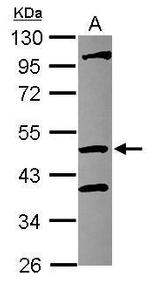 COPS4 Antibody in Western Blot (WB)