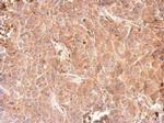 GPD1 Antibody in Immunohistochemistry (Paraffin) (IHC (P))