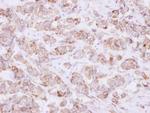 USP46 Antibody in Immunohistochemistry (Paraffin) (IHC (P))