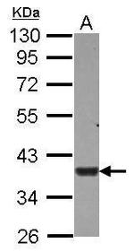 USP46 Antibody in Western Blot (WB)