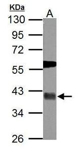 USP46 Antibody in Western Blot (WB)