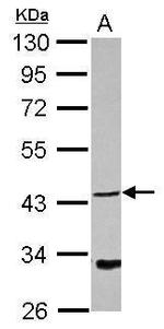 NDRG4 Antibody in Western Blot (WB)