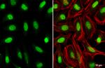 HOXC10 Antibody in Immunocytochemistry (ICC/IF)