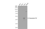 HOXC10 Antibody in Western Blot (WB)