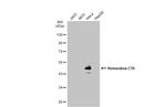 HOXC10 Antibody in Western Blot (WB)