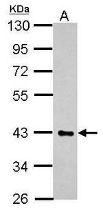 HS3ST2 Antibody in Western Blot (WB)